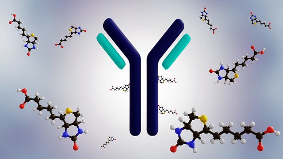 3D rendering of biotinylated antibody.
