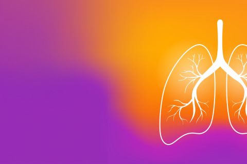 Lungs illustration